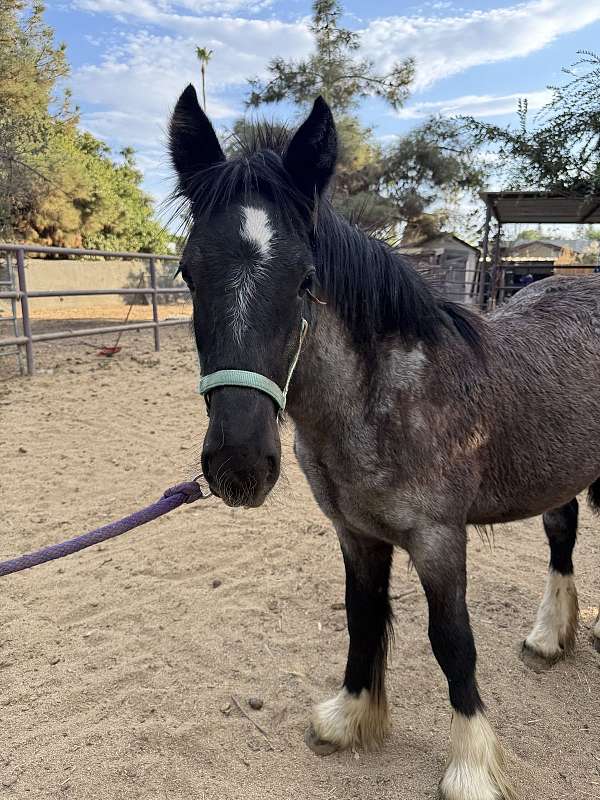 blue-roan-roan-gvhs-filly