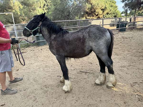 blue-roan-four-socks-horse