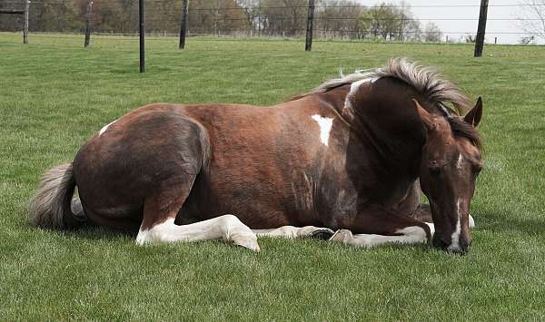 trail-gelding