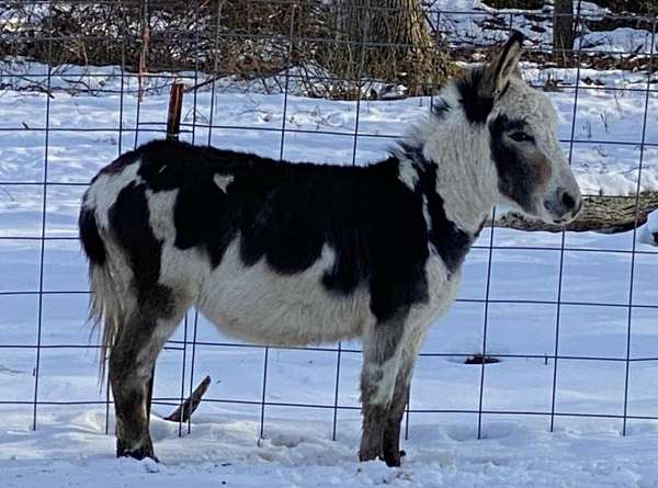 tricolor-spot-donkey