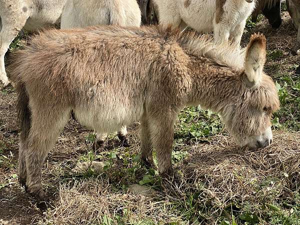 red-roan-none-donkey