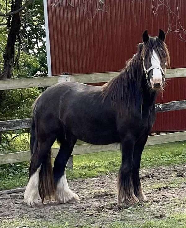 black-grulla-gypsy-vanner-gelding