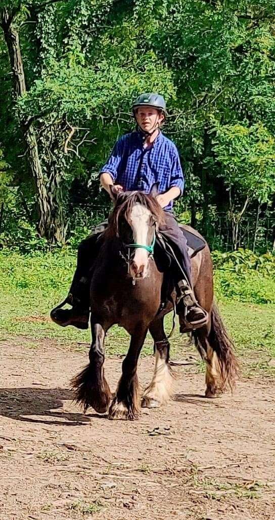 black-grulla-companion-horse