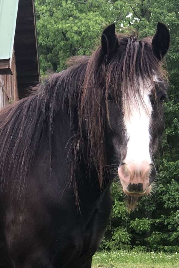 black-grulla-gvhs-gelding