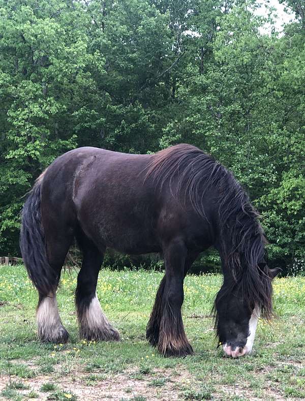 black-grulla-gvhs-horse