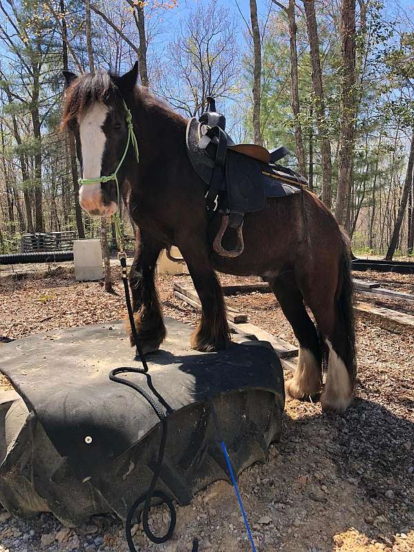 black-grulla-gelding-for-sale