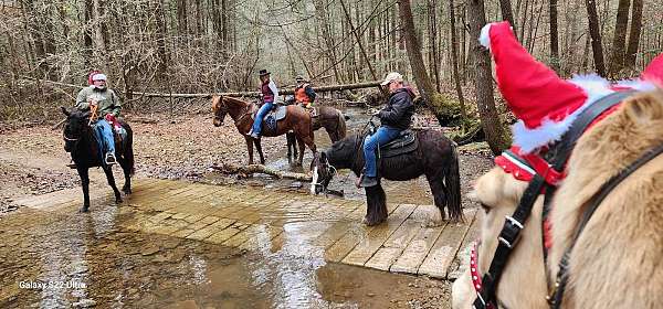 black-grulla-gypsy-vanner-for-sale