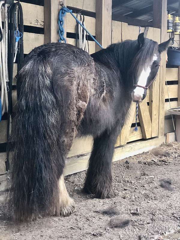 black-grulla-gypsy-vanner-horse