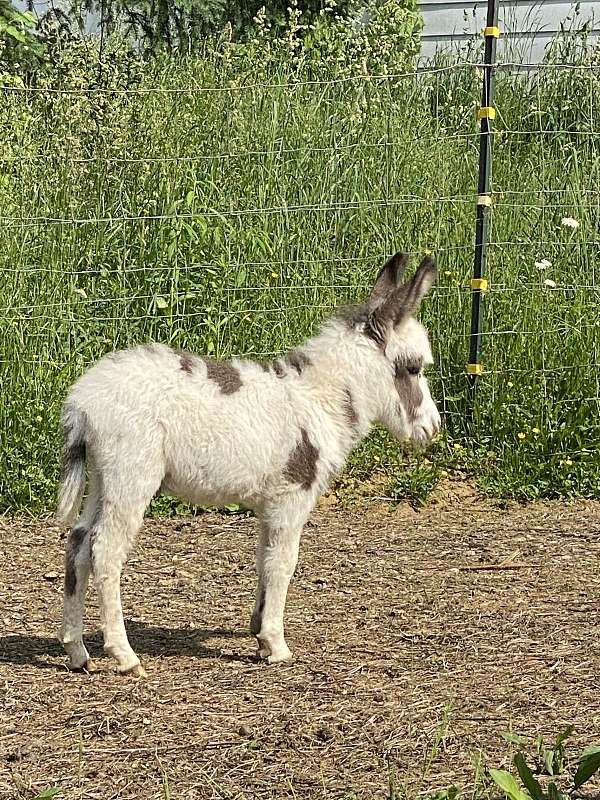 blackgrey-white-spotted-donkey