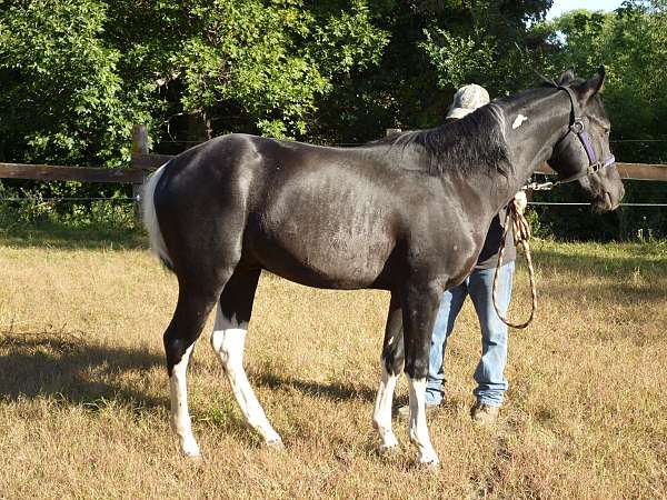 tobiano-horse