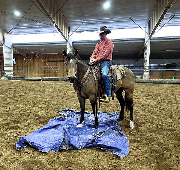 buckskin-see-pics-horse