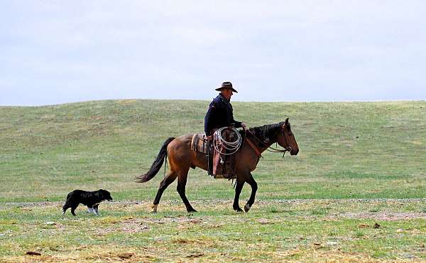 trail-quarter-horse