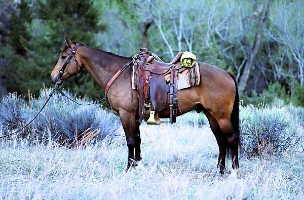 husband-safe-quarter-horse