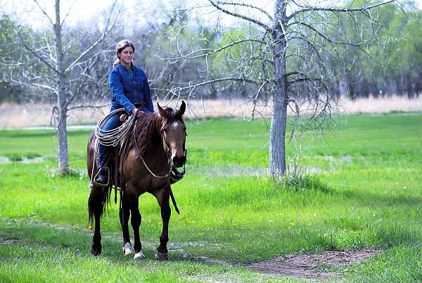 all-around-quarter-horse