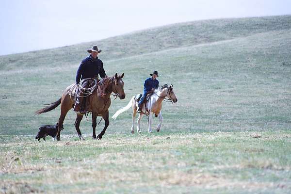 gentle-quarter-horse