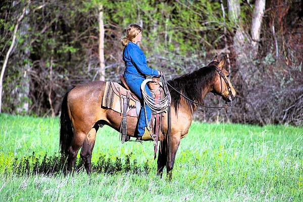 ranch-quarter-horse