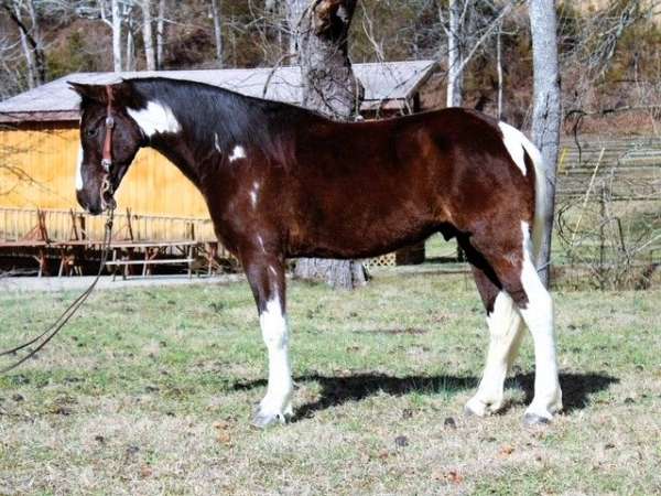 flashy-spotted-saddle-horse