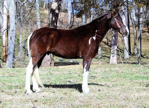 tobiano-see-pics-horse