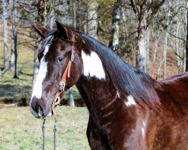 family-spotted-saddle-horse