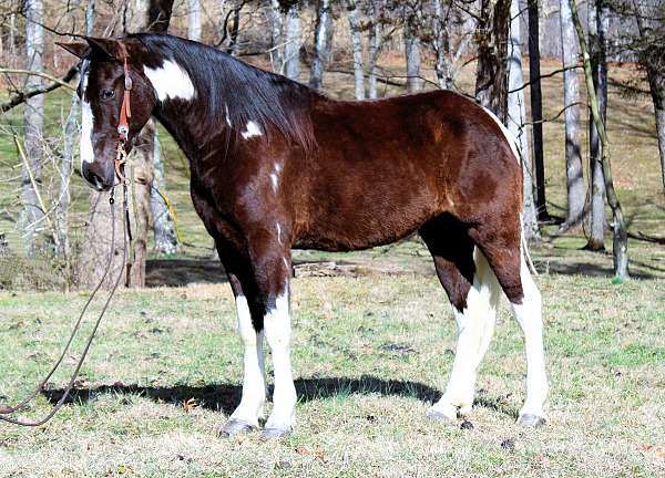 trail-spotted-saddle-horse