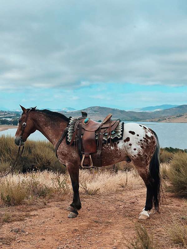 blanket-splash-horse