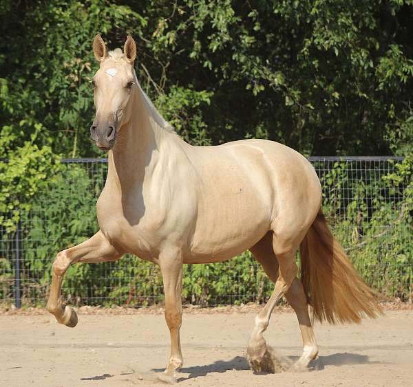 spanish-in-foal-andalusian-horse