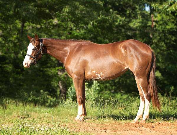 champion-sire-filly