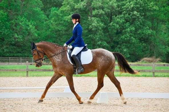 sorrel-snow-blanket-horse