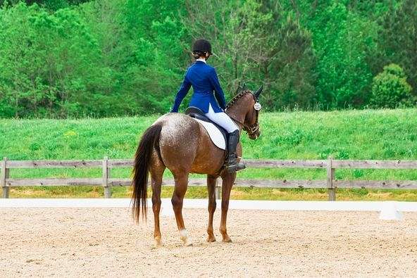 usef-appaloosa-mare