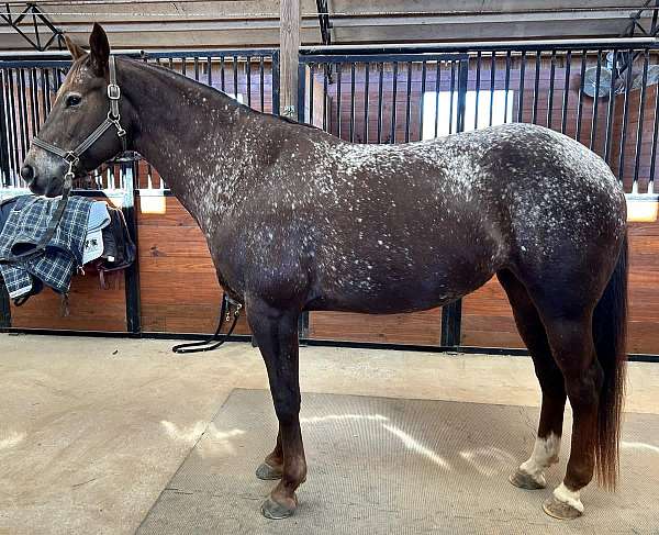 equitation-appaloosa-horse