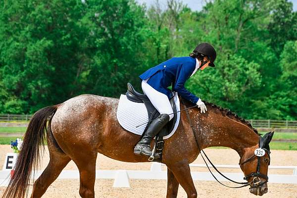 eventing-appaloosa-horse