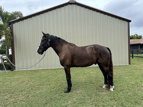 trail-riding-western-pleasure-draft-horse