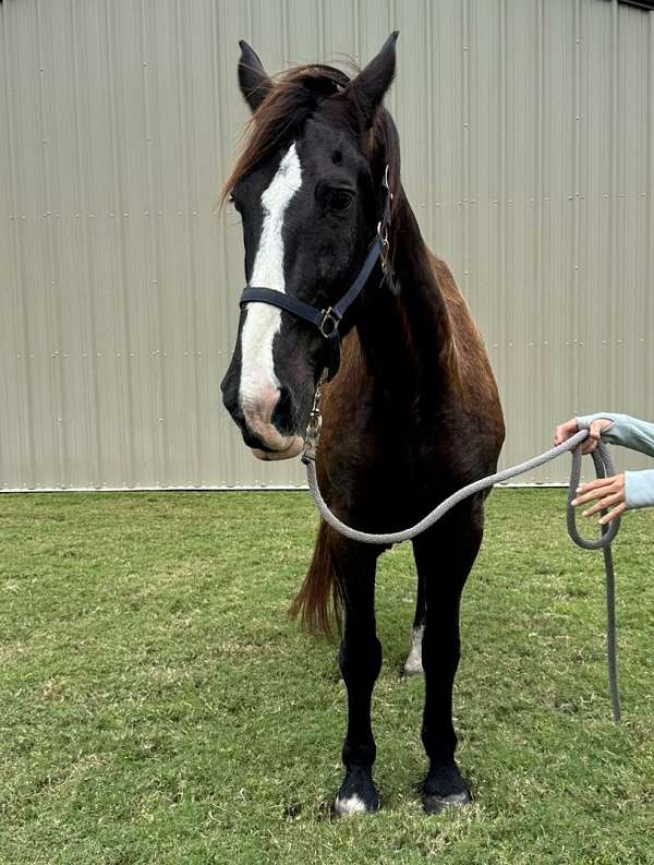 trail-riding-western-pleasure-horse