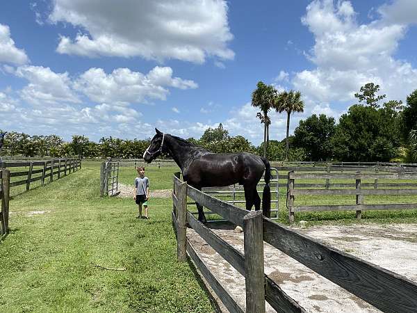 be-scratched-draft-horse