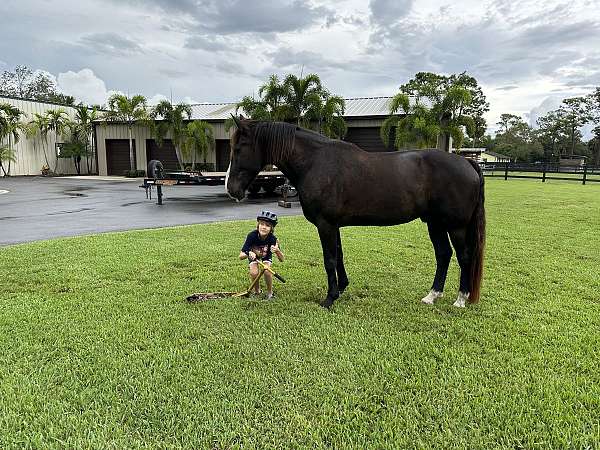 confident-rider-draft-horse