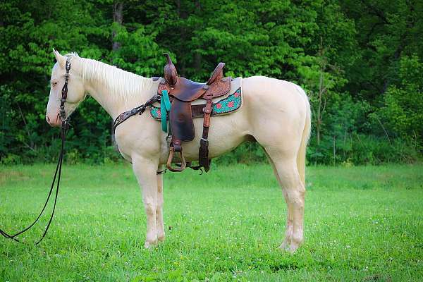 cremello-working-equitation-horse