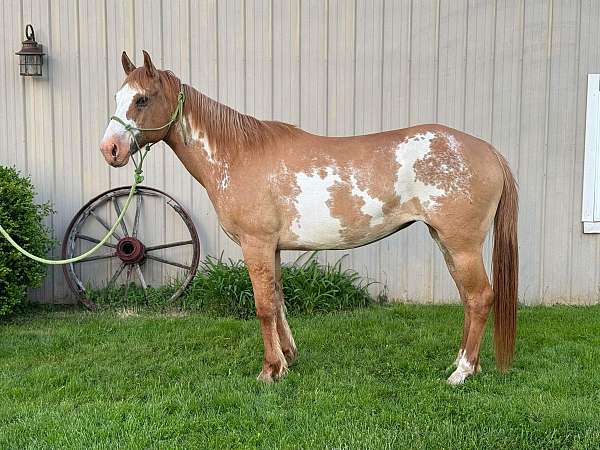 paint-mare