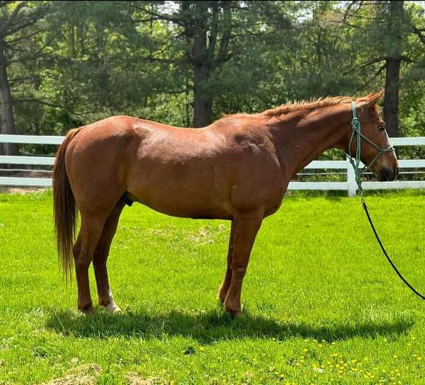 quarter-horse-gelding