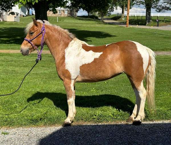 pony-mare