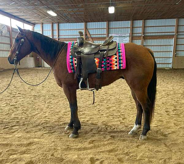 quarter-horse-gelding