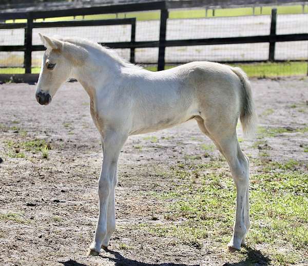 cremello-spotted-filly-mare