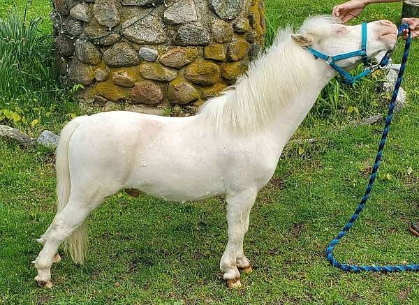 pinto-horse