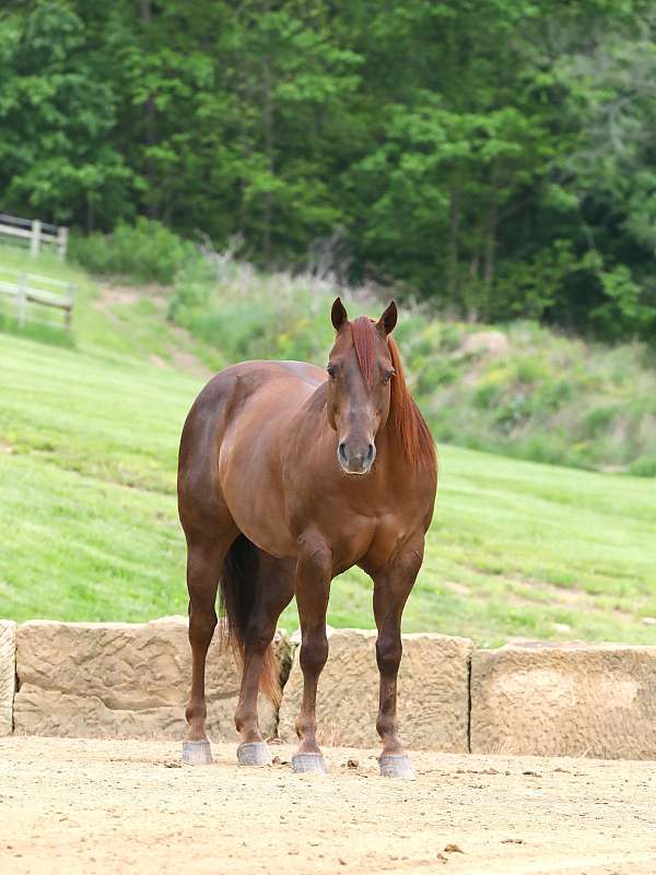 beginner-quarter-horse