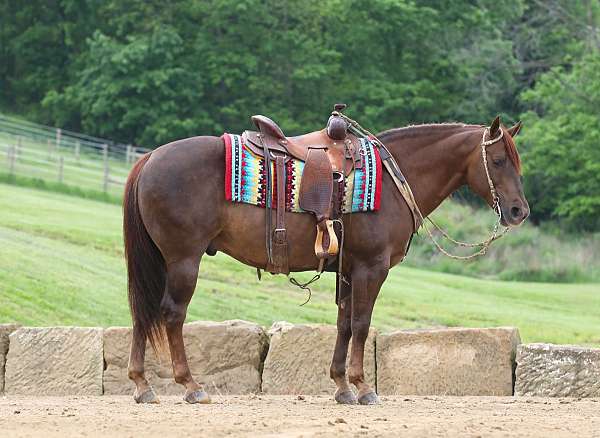 jumping-quarter-horse