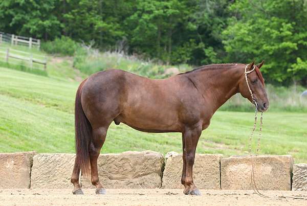 husband-safe-quarter-horse