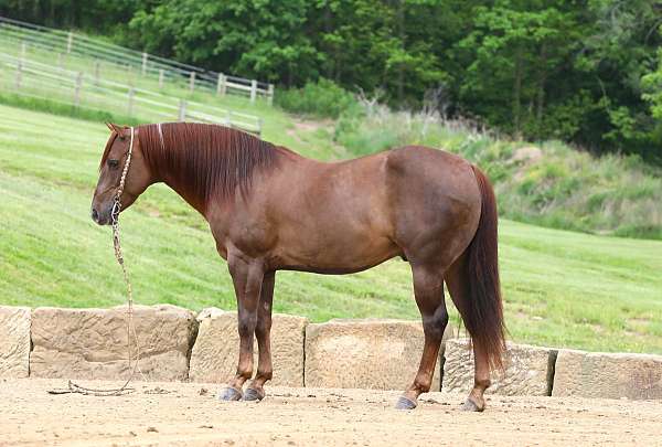 companion-quarter-horse