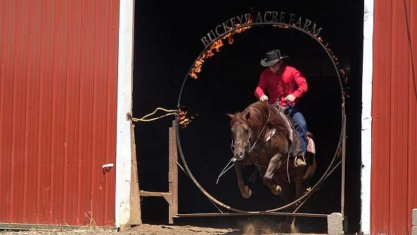 kid-safe-quarter-horse