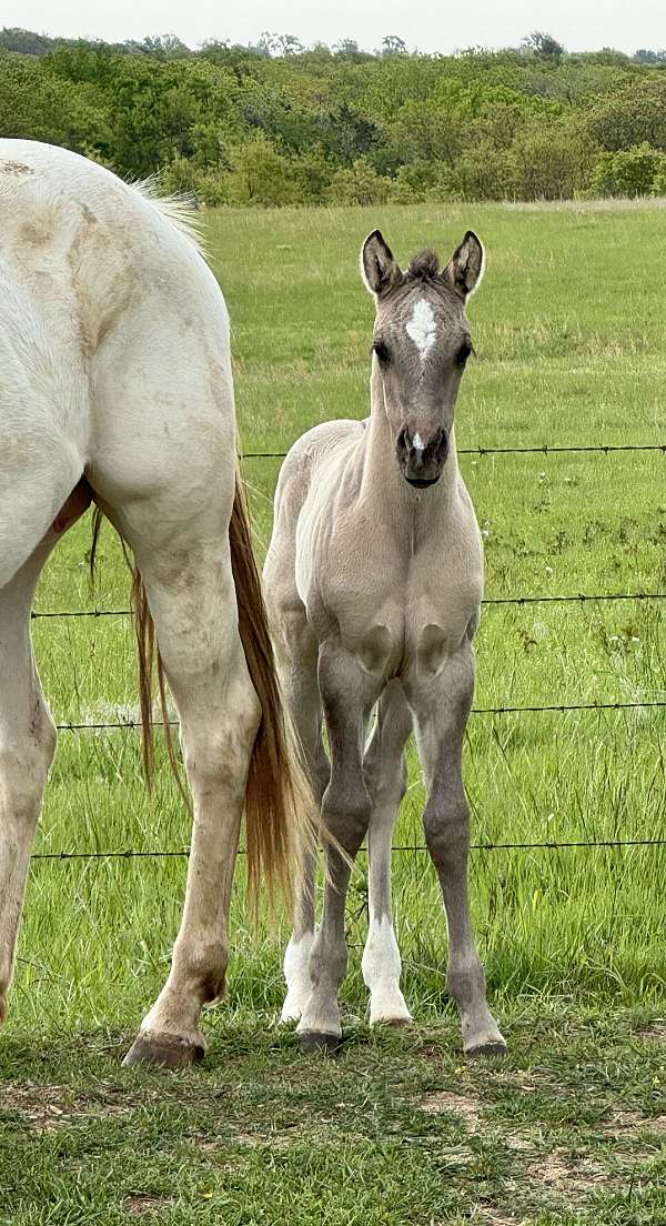 grulla-cream-horse