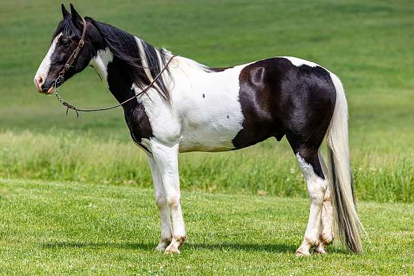 begginer-spotted-saddle-horse