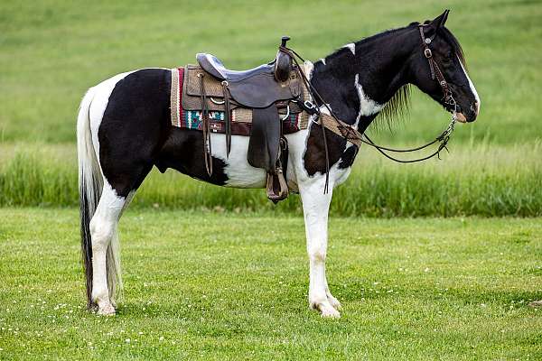 begginer-safe-spotted-saddle-horse